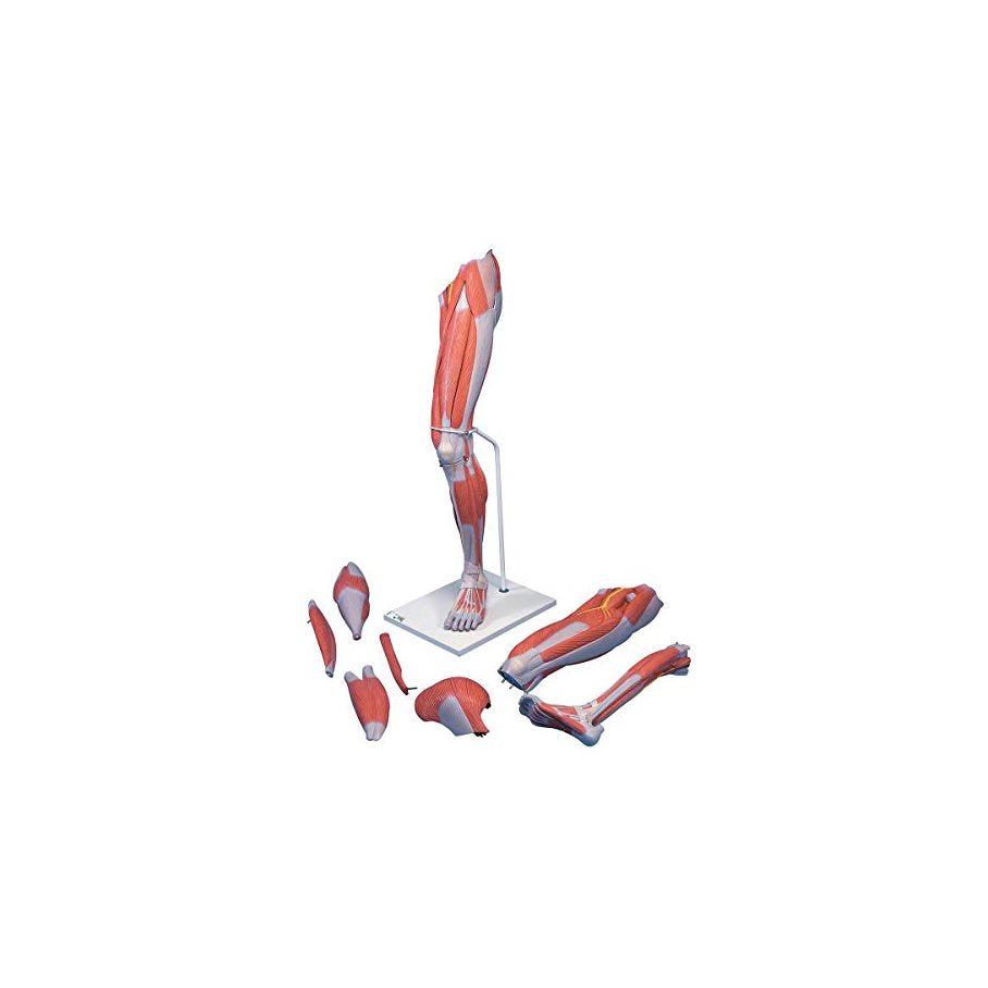 Premium benmodell, 7 delar - 3B Smart Anatomy EN STL