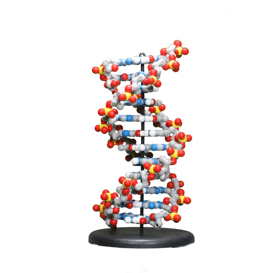DNA Discovery Kit EN STL