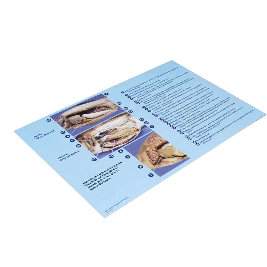 Dissektionsmatta - Abborre EN STL