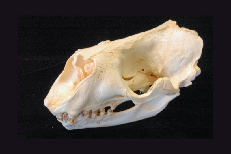 Gråsäl, Halichoerus grypus, kranium, avgjutning EN STL