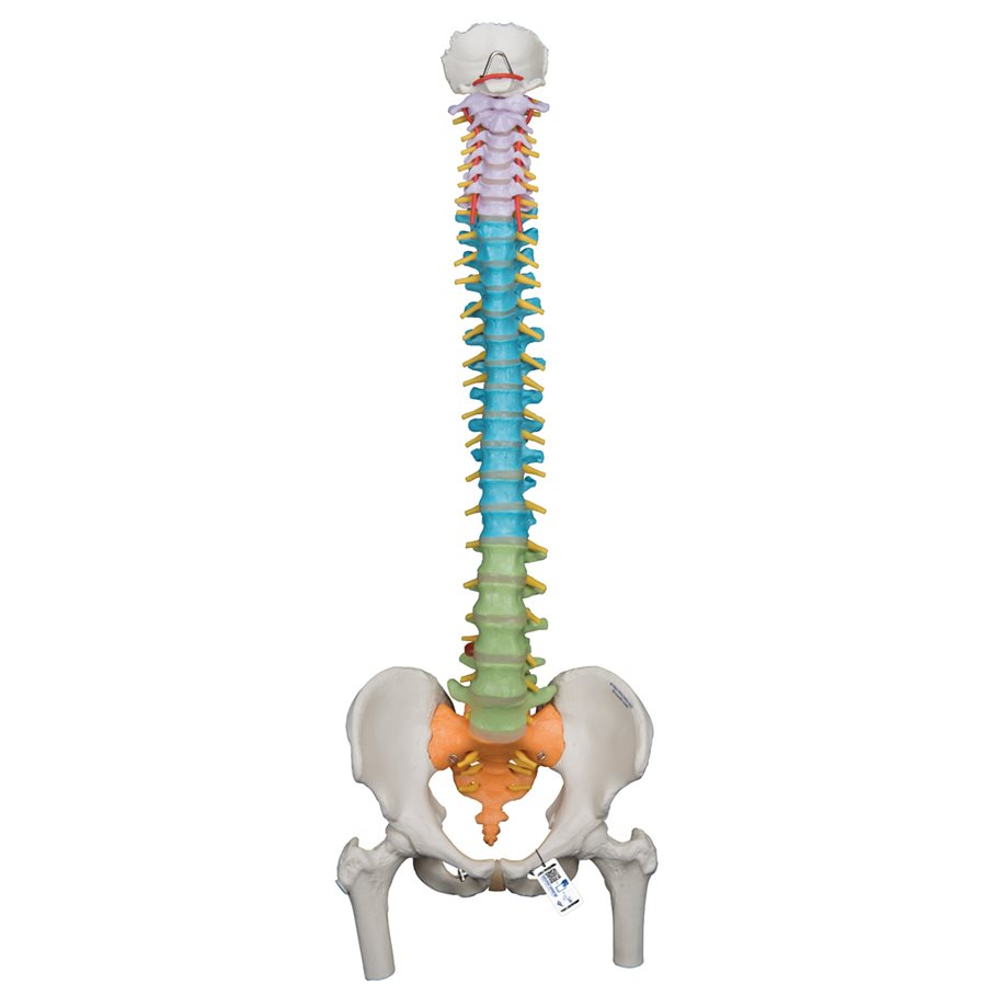 Mänsklig ryggradsmodell - 3B Smart Anatomy EN STL