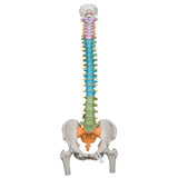 Mänsklig ryggradsmodell - 3B Smart Anatomy EN STL