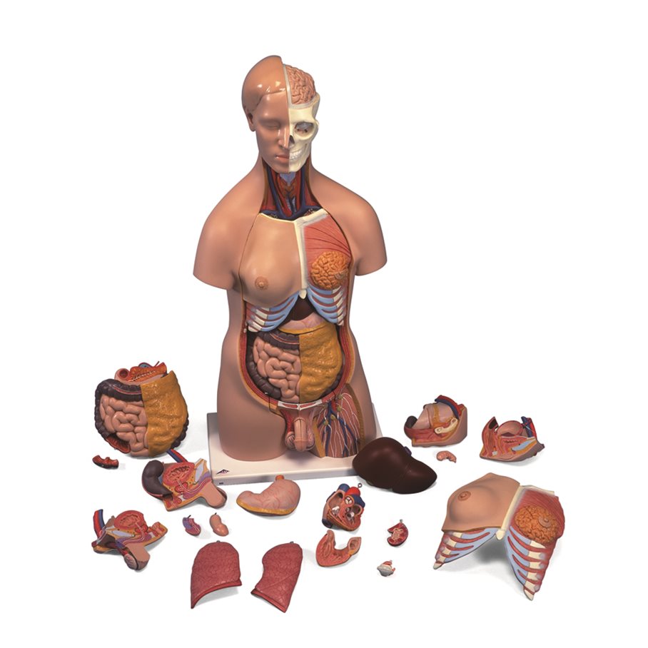Torso - Maxi, Naturlig storlek EN STL