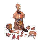 Torso - Maxi, Naturlig storlek EN STL