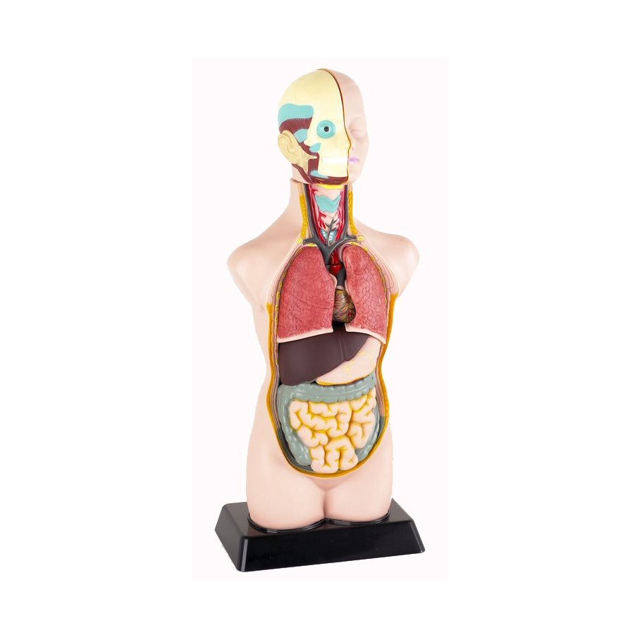 Torso - mindre EN STL