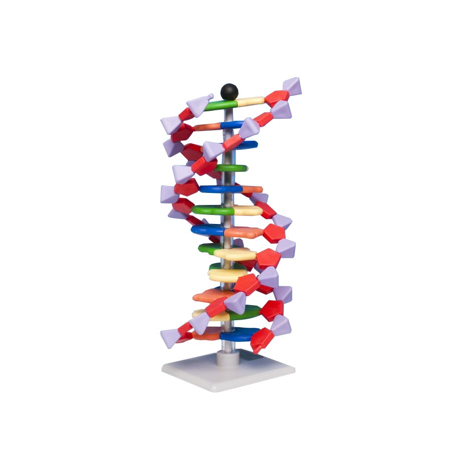 DNA, Modellsats - Elev EN STL