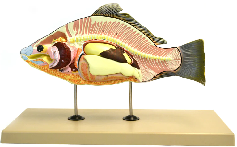Fiskmodell EN STL