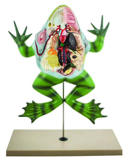 Anatomisk grodmodell EN STL