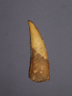 Spinosaurus, tand-fossil - avgjutning EN STL