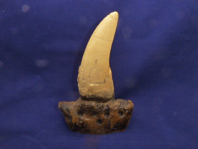 Tyrannosaurus rex, tand-fossil - avgjutning EN STL