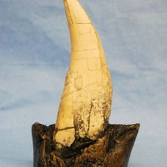 Tyrannosaurus rex, tand-fossil - avgjutning EN STL